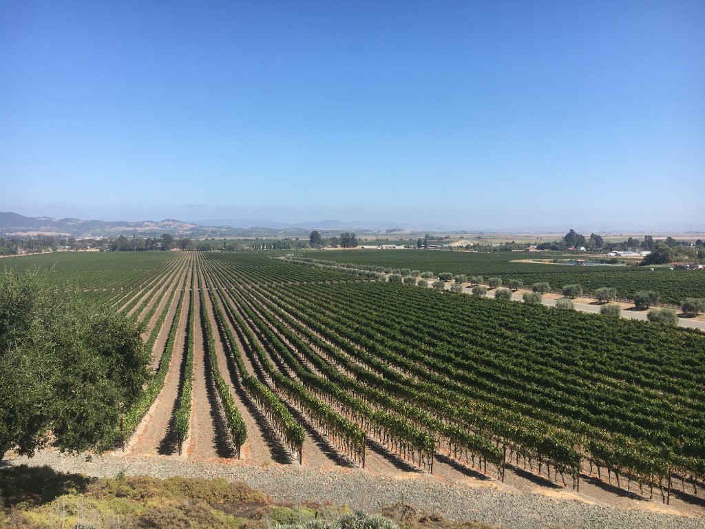 Wide aerial view of vineyard rows under blue sky