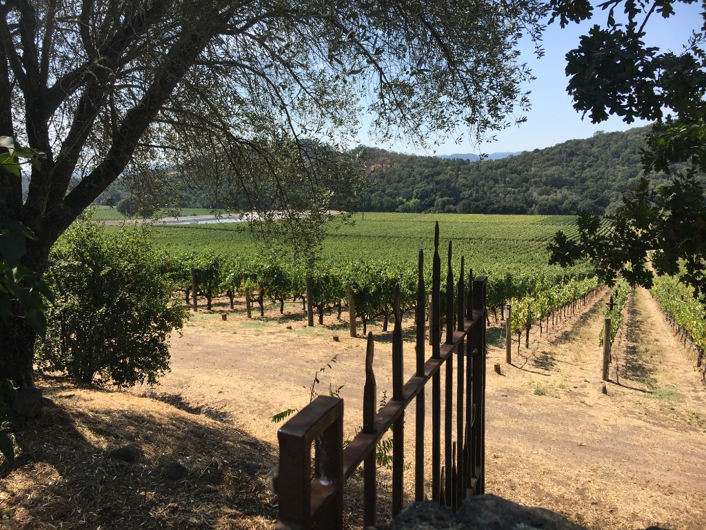 Vineyard beyond iron gate and trees