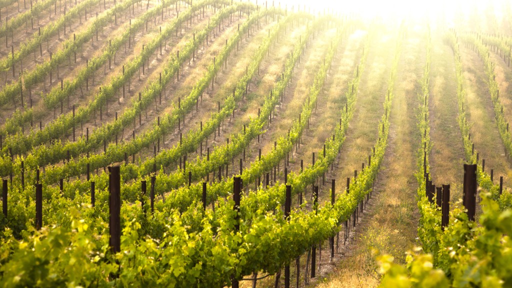 Sunlit vineyard rows stretching across rolling hills