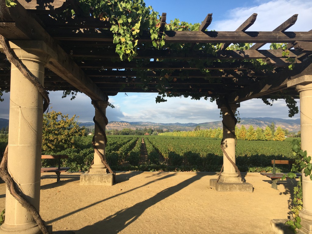Vineyard seen from beneath stone pergola with climbing vines